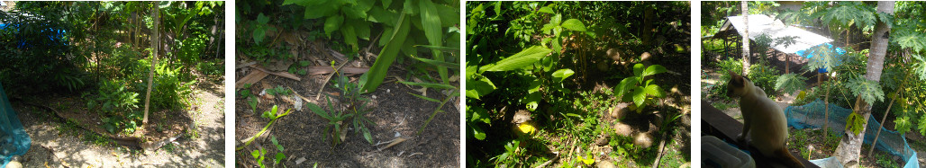 Images of tropical garden patch next to the pig pens