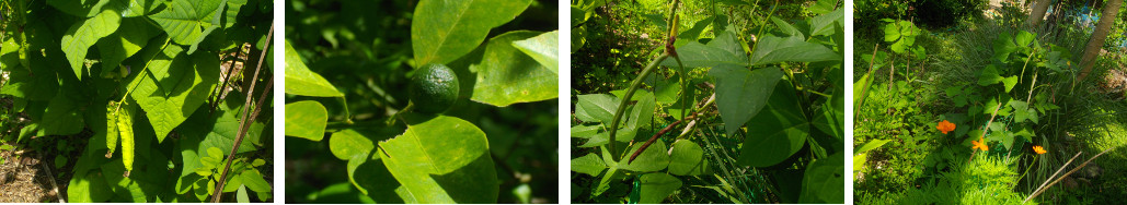 Images of crops growing in tropical garden