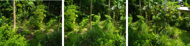 Images of tropical garden
