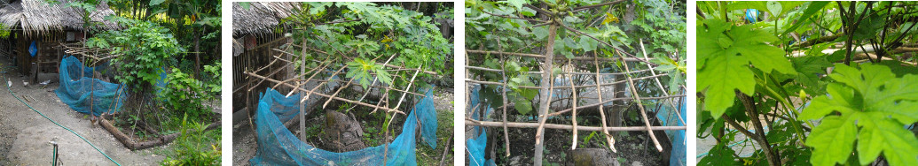 Images of tropical garden patch -with
        horizontal trellis for gourds