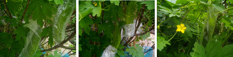 Images of Bitter gourd growing in
        tropical garden