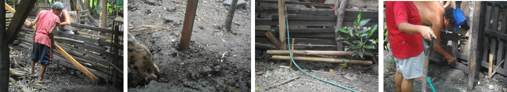 Images of tropical backyard pig pens
        being repaired