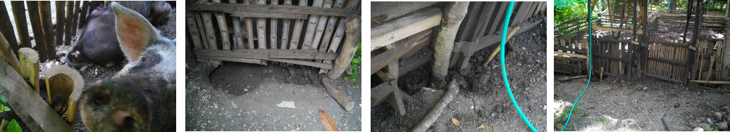 Images of tropical backyard pig pens damaged by pigs