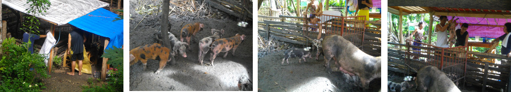 Images of piglets being taken away by
        new owners