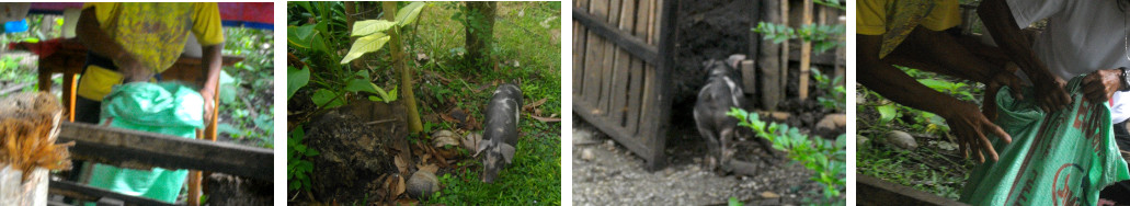 Images of escaped piglet returning and
        being recaptured