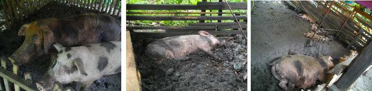 Images of tropical backyard pigs