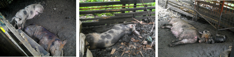 Images of tropical backyard pigs