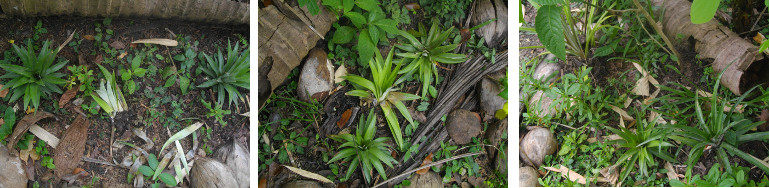 Images of healthy and unhealthy pineapple plants