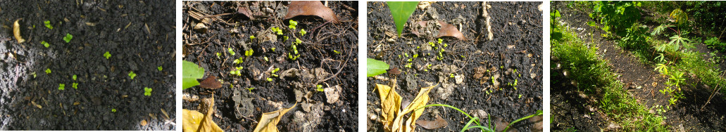 Images of youg seedlings in tropical backyard
