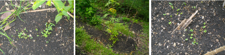 Images of recently planted seeds sprouting