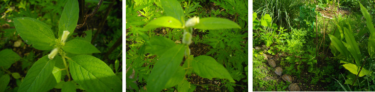 Images of sesame plants flowering
