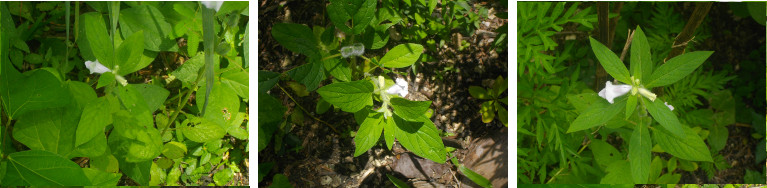 Images of Sesame plants blooming