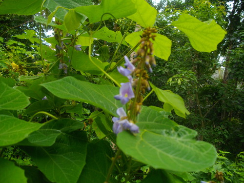 Images of sinkemas flowers