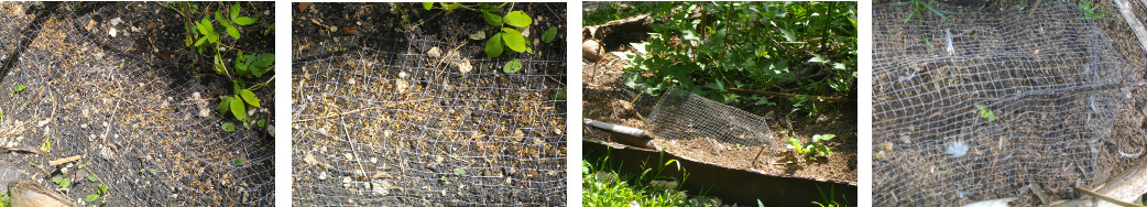 Images of wire meshes protecting seedlings from chickens
        in tropical garden