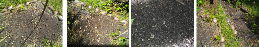 Images of seeded areas dug up by chickens