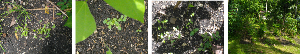 Images of seeds sprouting in tropical garden