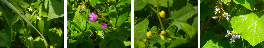 Images of various vegetable plants flowering in tropical
        garden