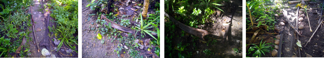 Images of garden borders damaged by
        escaped piglet