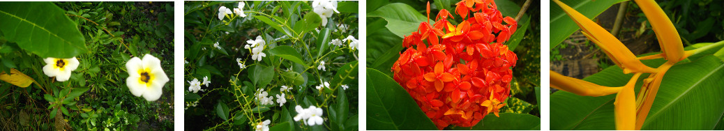 Images of December Flowers in tropical garden