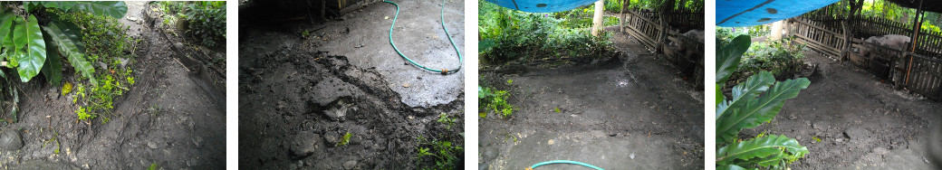 Images of drainage channels around tropical backyard pig
        pens