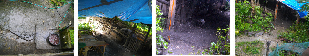 Images of tropical backyard in the
          rain