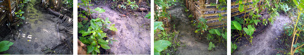 Images of muddy paths in tropical garden