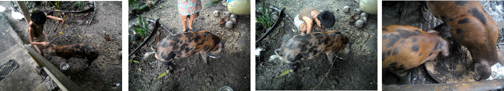 Images of escaped piglet before and
        after being returned to his pen