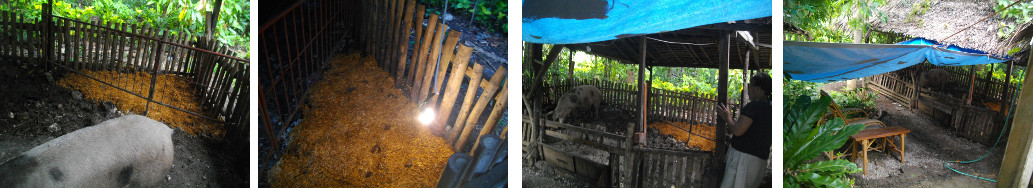 Images of tropical backyard pig pen
        prepared for farrowing