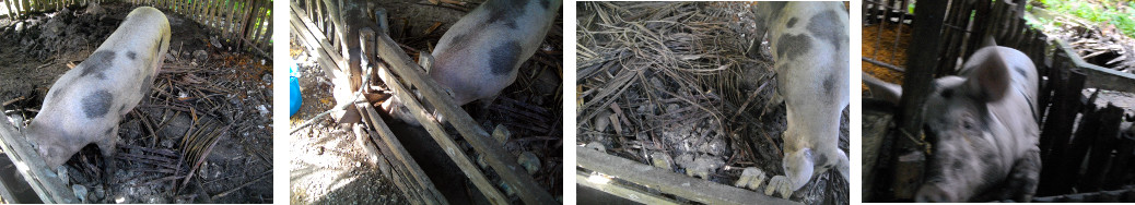 Images of backyard tropical pig nearly ready for
        farrowing
