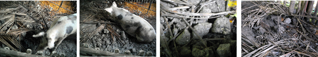 Images of pig pen in tropical backyard
        -before farrowing