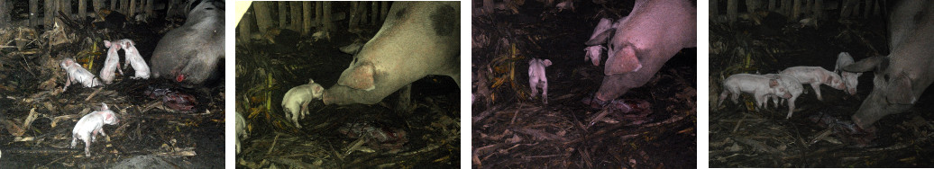 Images of newly born tropical backyard piglets