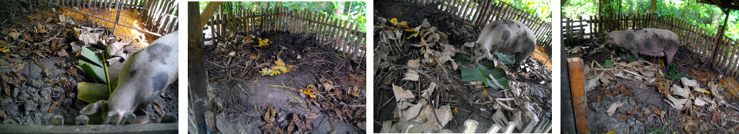 Images of tropical backyard sow building a nest for
        farrowing
