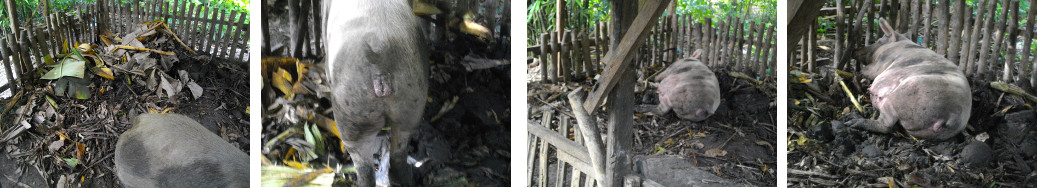 Images of tropical backyard sow shortly before
        farrowing