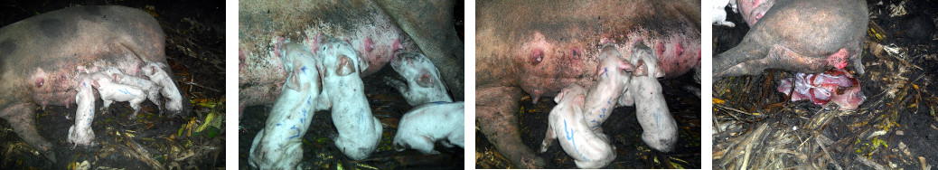 Images of newly born tropical backyard piglets