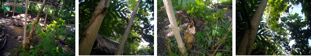 Images of dead tree branch before and after removal