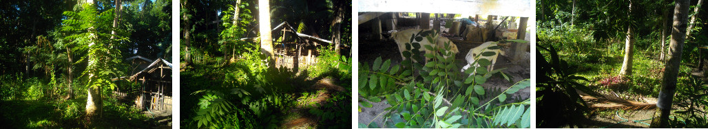 Imagesn of unwanted tree cut down and fed to goats