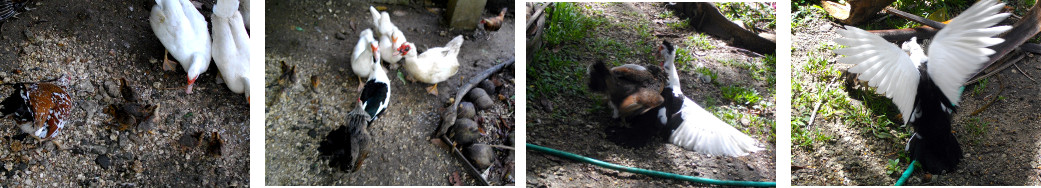 Images of hen fighting a duck over chicks in tropical
        backyard