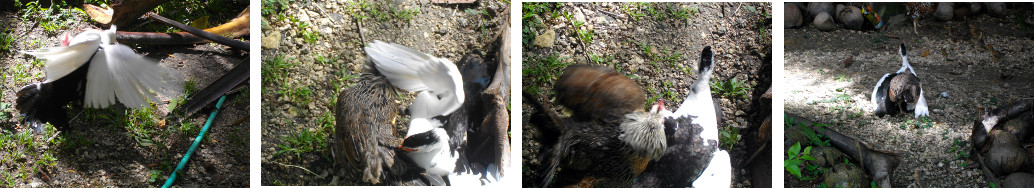 Images of tropical backyard Hen and Duck fighting over
        food for chicks