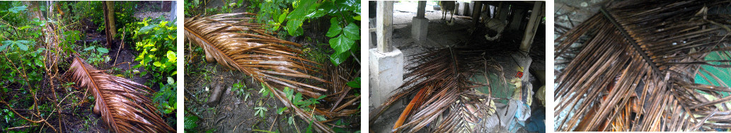 Images of fallen coconut branches
