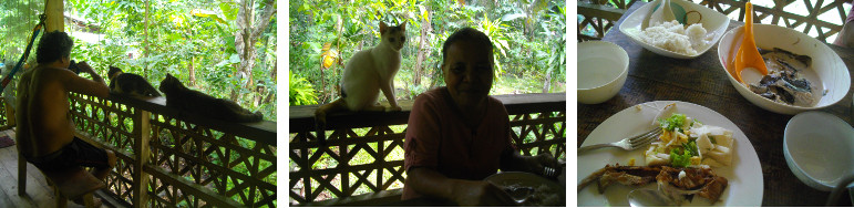 Images of lunch with cats on tropical balcony