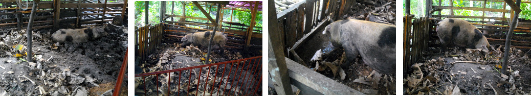 Images of tropical backyard sow making a nest before
        farrowing