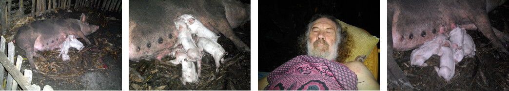 Images of newborn piglets in tropical backyard pen