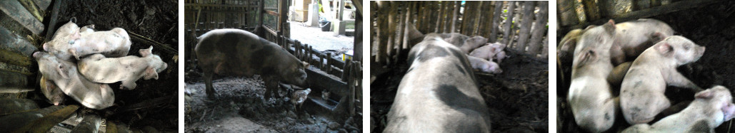 Images of recently born piglets with sow in tropical
        backyard pen