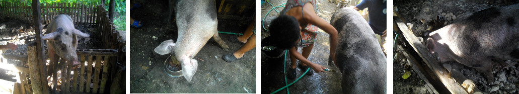 Images of tropical backyard pig being given a bath