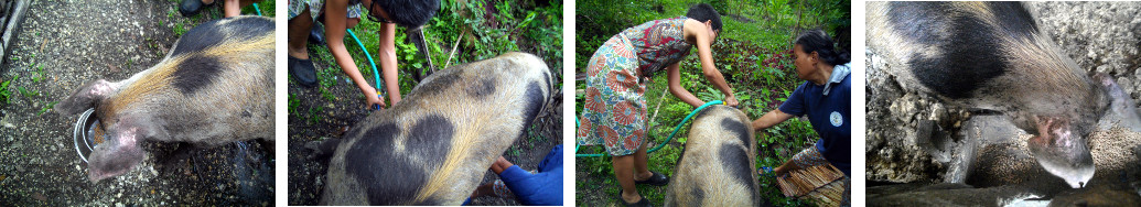 Images of trpical backyard pig getting a bath