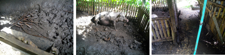 Images of muddy tropical pig pen