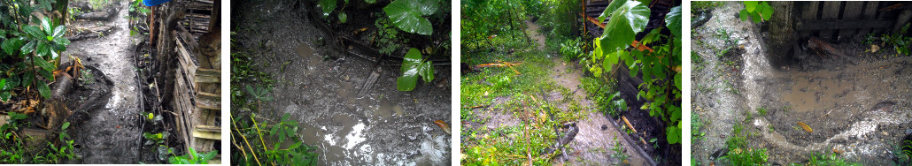 Images of flooding and drainage in tropical backyard