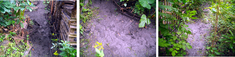 Images of previouslt flooded area outside tropical
        backyard pigpens