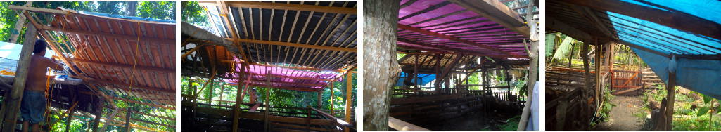 Images of tarpaulin used as roofing for
                  tropical backyard pig pen