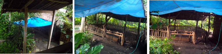 Images of tarpaulin tp protect helpers when pig is
        farrowing in tropical backyard pig pen
